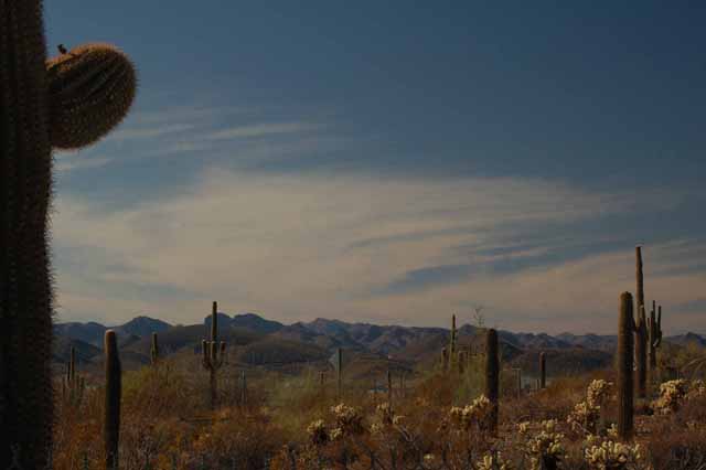 Saguaro Cactus near Pleasant Harbor RV Resort